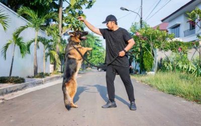 Petco Dog Training