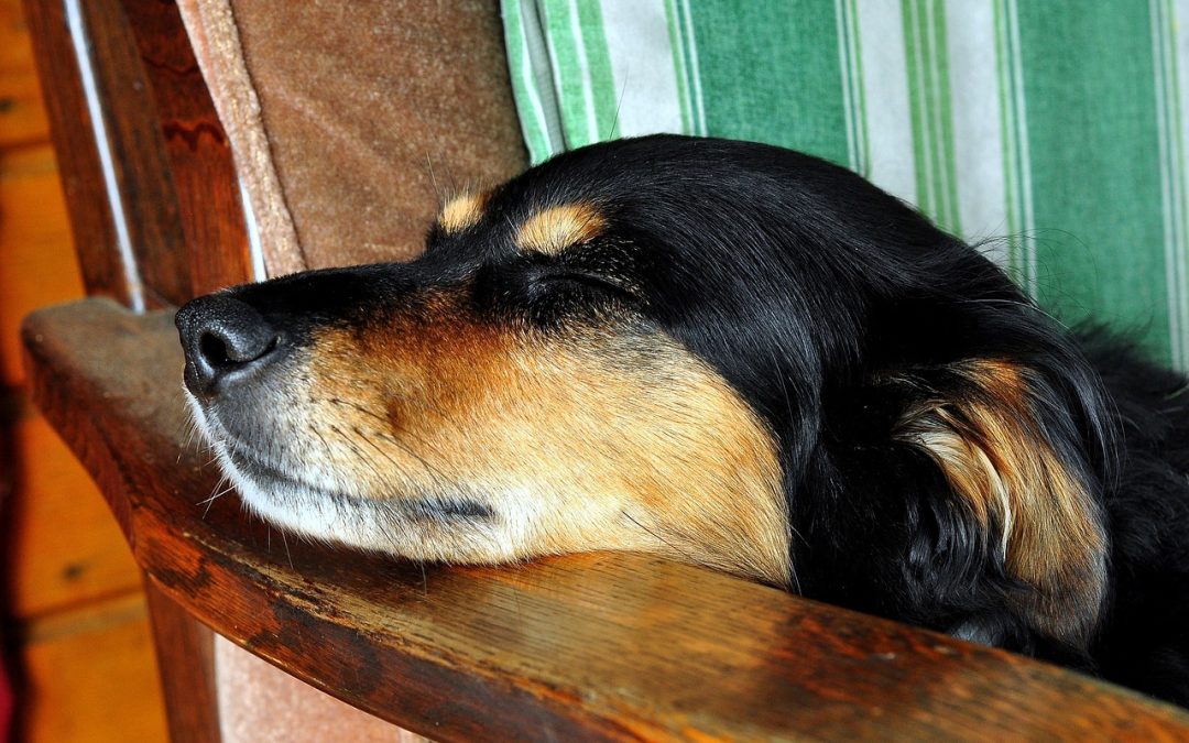 Dog Dream Insights: Uncovering the Surprising Truth