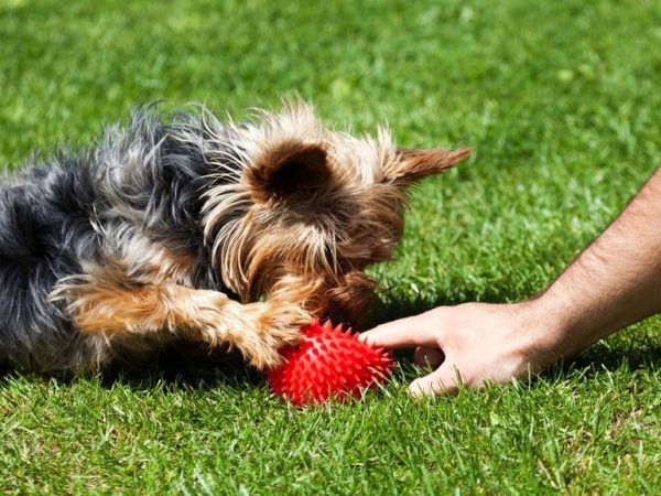 amantes de los perros