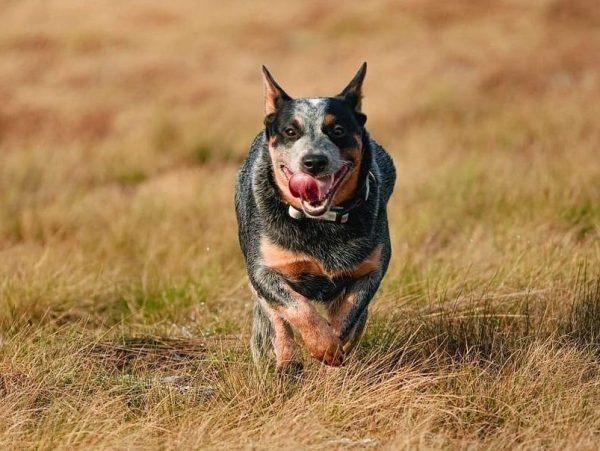 Australian Cattle Dogs 