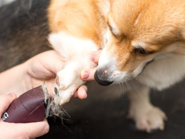 dog safty