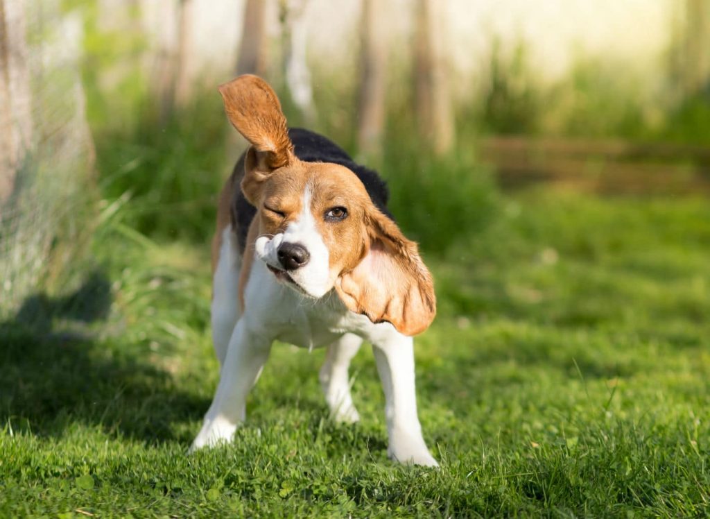 Why Do Dogs Shake