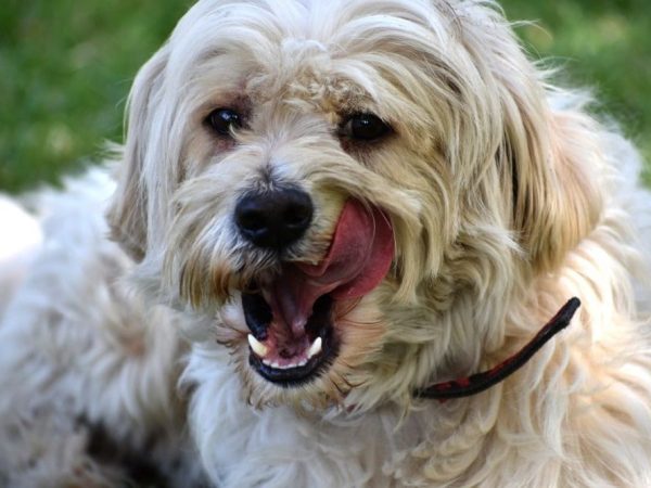 hypoallergenic breeds dog