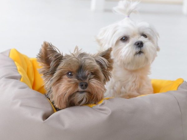 hypoallergenic breeds dog
