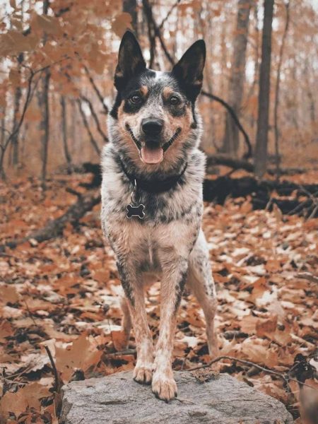 Australian Cattle Dog