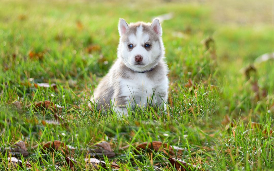 How Do Dogs Get Ringworm