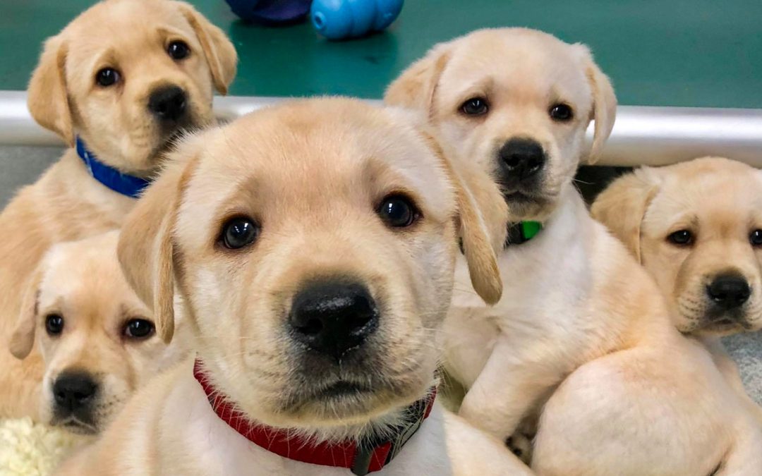SPCA Volunteer: Empower Lives and Make a Positive Difference Today!