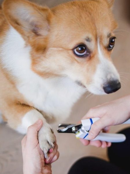 nail clipper