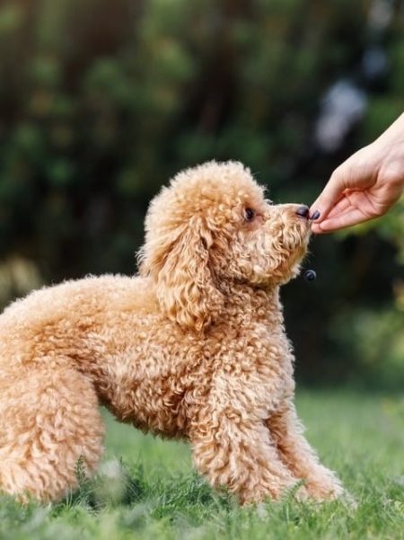 Amante de los perros