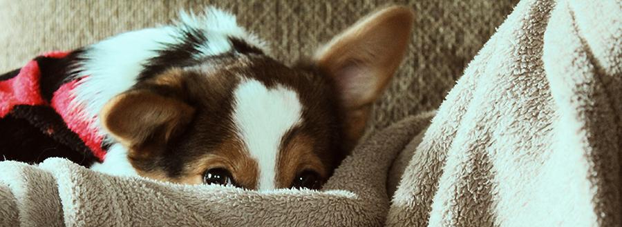 Why Do Dogs Shake