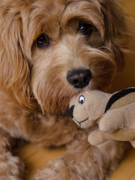 hypoallergenic breeds dog