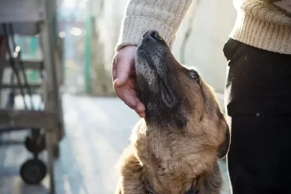 Dog