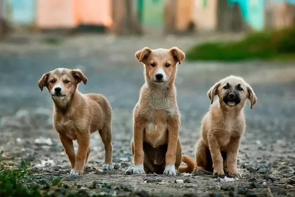Dogs sitting on road
