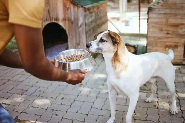 Dog Eating Food