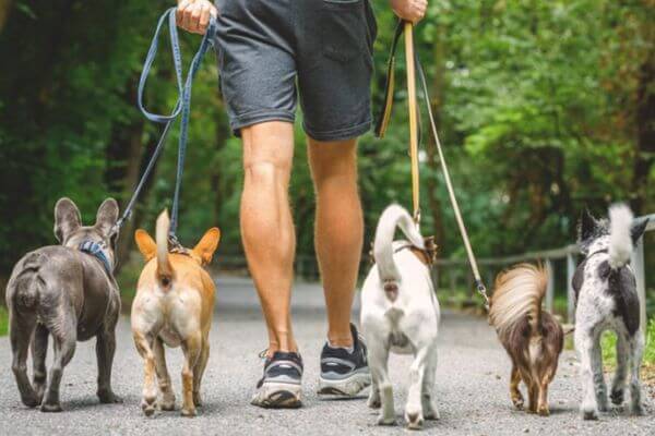 Alice's Dog Park