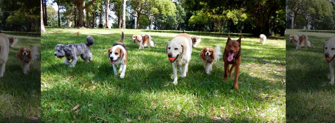 Golden Gate Park Dog Training Area