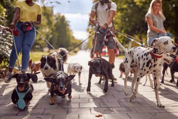 Dog Runner
