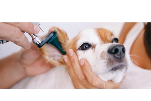 What Do Dog Ear Mites Look Like