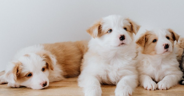 Agoura Animal Shelter: Find Your Forever Friend