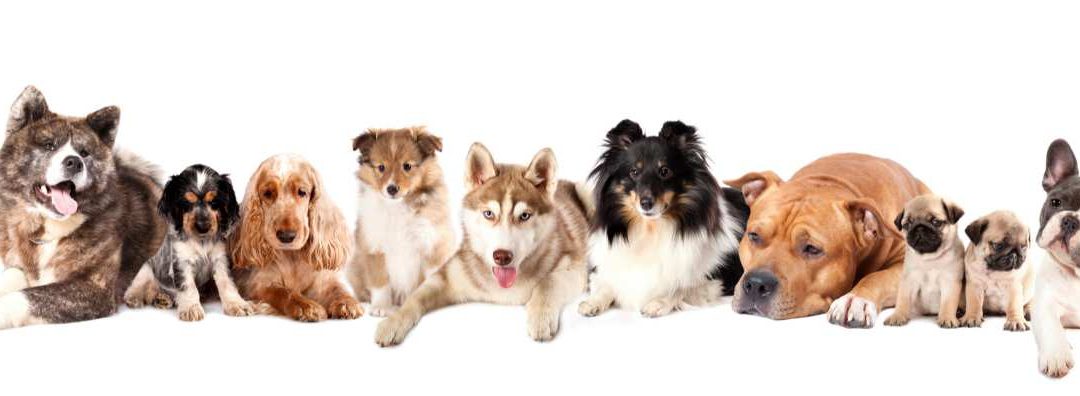 What Dog Breed Lives The Longest