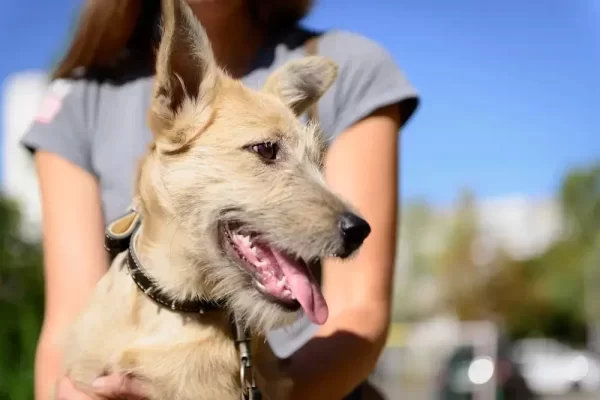Dog