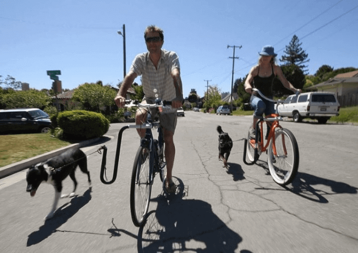 dog runner 