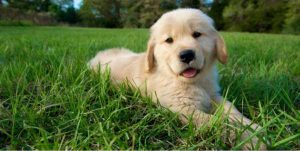 western dog names