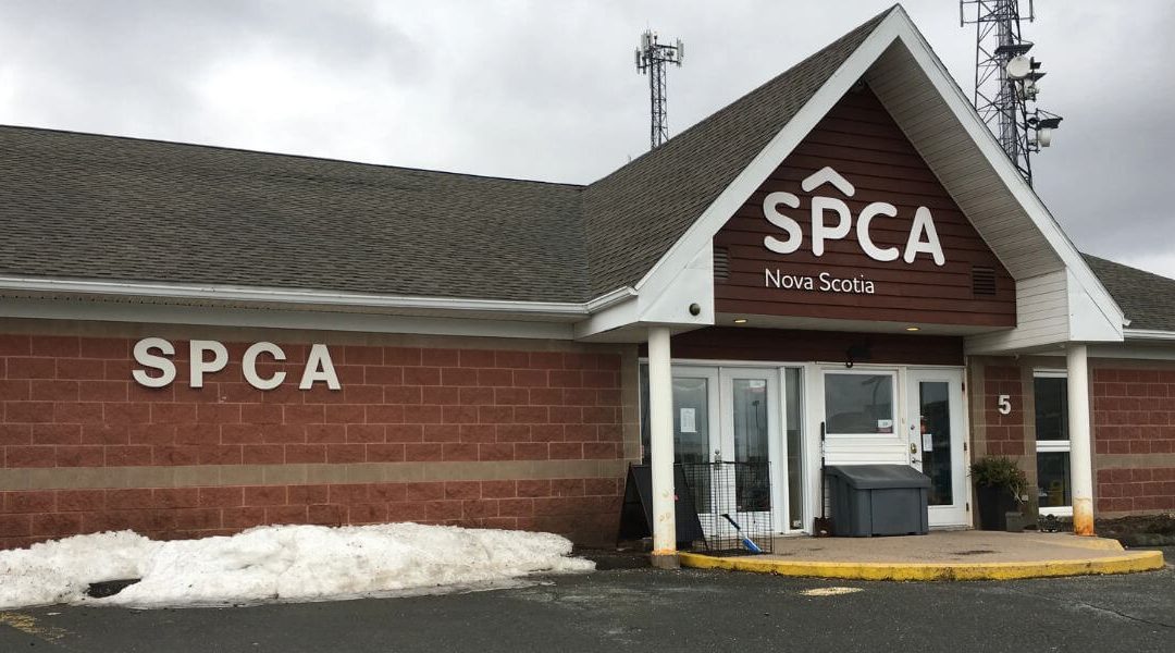 SPCA Dartmouth Spotlight: Transforming Lives, One Animal at a Time